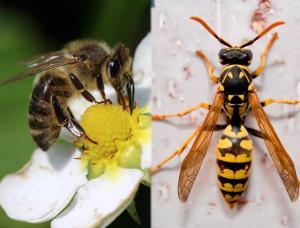 Abelhas e Vespas